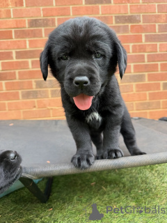 Photo №2 to announcement № 171284 for the sale of labrador retriever - buy in Denmark breeder