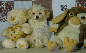 Photo №1. pomeranian - for sale in the city of Minsk | Is free | Announcement № 128357