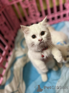 Photo №1. persian cat - for sale in the city of Helsinki | 568$ | Announcement № 163743