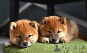 Photo №2 to announcement № 77694 for the sale of shiba inu - buy in Belarus from nursery