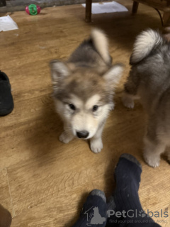 Photo №2 to announcement № 133054 for the sale of alaskan klee kai - buy in Germany private announcement