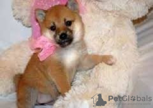 Photo №1. shiba inu - for sale in the city of Vienna | negotiated | Announcement № 124796