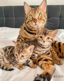 Photo №2 to announcement № 160937 for the sale of bengal cat - buy in Finland private announcement, breeder