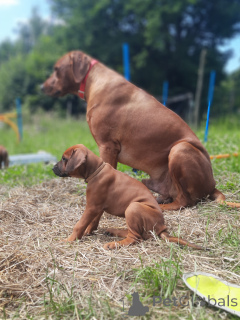 Photo №1. rhodesian ridgeback - for sale in the city of Krakow | 1553$ | Announcement № 119744