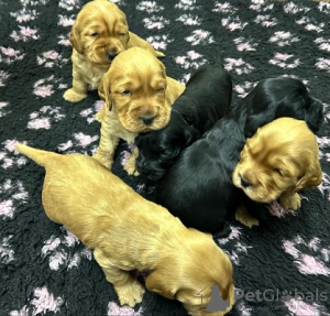 Photo №1. english cocker spaniel - for sale in the city of Ada | 528$ | Announcement № 127690