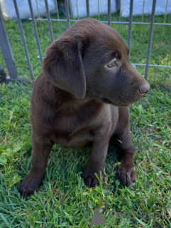 Photo №3. Healthy Labrador Retriever Puppies for Sale Purebred, Playful & Family Friendly. Germany