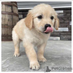 Photo №2 to announcement № 125087 for the sale of golden retriever - buy in Germany private announcement