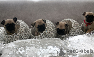 Photo №3. Healthy Pug puppies with Pedigree available now. Netherlands