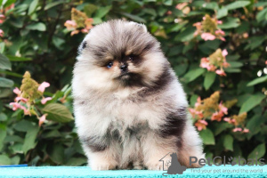 Photo №3. Sweet male Pomeranian puppy for sale. Luxembourg