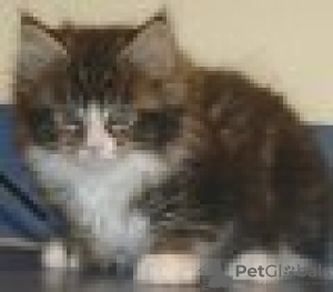 Photo №1. maine coon - for sale in the city of Гриндельвальд | Is free | Announcement № 129224