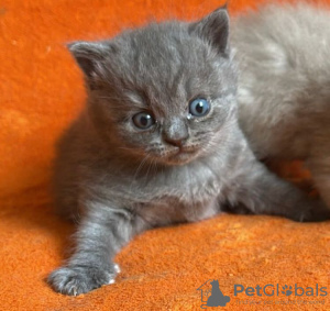 Photo №2 to announcement № 75005 for the sale of british shorthair - buy in United States private announcement