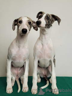 Photo №2 to announcement № 36621 for the sale of whippet - buy in Russian Federation private announcement
