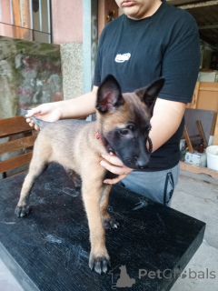 Photo №1. malinois - for sale in the city of Jagodina | 847$ | Announcement № 148223