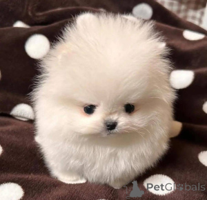 Photo №1.  - for sale in the city of Warsaw | Is free | Announcement № 164061