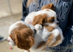 Photo №3. Beautiful Health Cavalier Puppies Business WhatsApp 37256062792. Finland