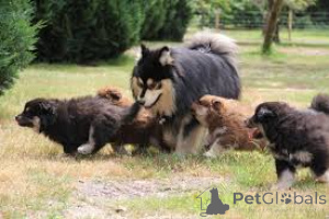 Photo №1. finnish lapphund - for sale in the city of Amsterdam | 723$ | Announcement № 163880