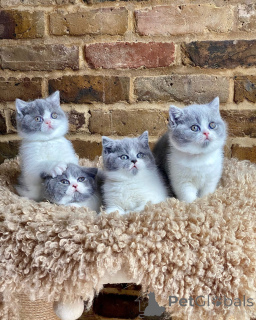 Photo №1. british shorthair - for sale in the city of Berlin | negotiated | Announcement № 163203