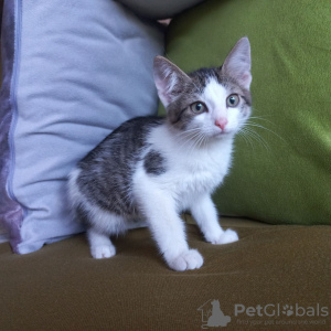 Additional photos: A charming tabby kitten boy is looking for a home and a loving family!