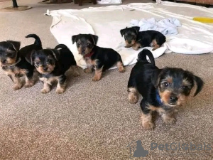 Photo №1. yorkshire terrier - for sale in the city of Ohio City | Is free | Announcement № 123115