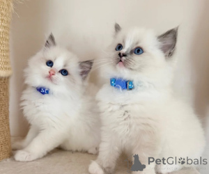 Photo №1. ragdoll - for sale in the city of Hallein | negotiated | Announcement № 173554