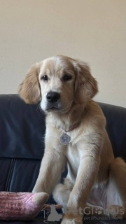 Photo №2 to announcement № 134039 for the sale of golden retriever - buy in Georgia breeder