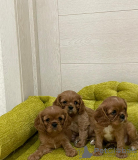 Photo №1. cavalier king charles spaniel - for sale in the city of Аугсбург | 264$ | Announcement № 97042