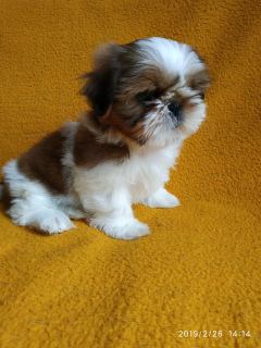 Photo №2 to announcement № 1234 for the sale of shih tzu - buy in Russian Federation private announcement, from nursery, breeder
