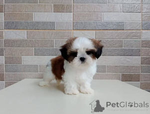 Photo №2 to announcement № 178084 for the sale of shih tzu - buy in Germany private announcement