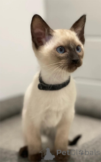 Photo №1. siamese cat - for sale in the city of Gann. Munden | 329$ | Announcement № 153765