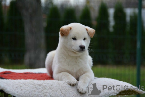 Photo №2 to announcement № 81246 for the sale of shiba inu - buy in Serbia breeder