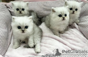 Photo №1. persian cat - for sale in the city of Heidelberg | Is free | Announcement № 107828