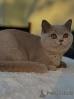 Photo №2 to announcement № 153741 for the sale of british shorthair - buy in Germany breeder