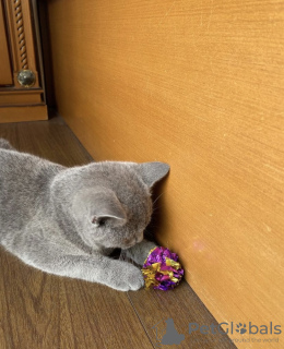 Photo №4. I will sell british shorthair in the city of Франкфурт-на-Майне. private announcement - price - 264$