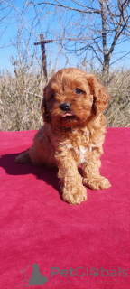 Photo №3. Kavapu z Boythi And 1 Girl. Ukraine