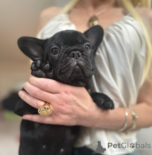 Photo №1. french bulldog - for sale in the city of Innsbruck | negotiated | Announcement № 160935