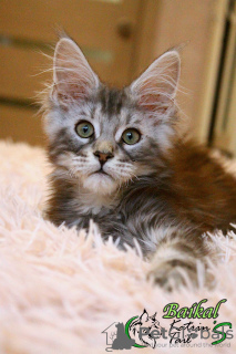 Photo №4. I will sell maine coon in the city of St. Petersburg. private announcement, from nursery, breeder - price - 810$