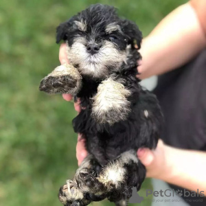 Photo №2 to announcement № 55642 for the sale of standard schnauzer - buy in United States breeder