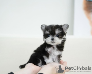 Photo №1. maltese dog - for sale in the city of Торонто | 300$ | Announcement № 99117