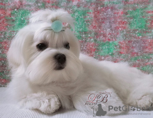 Photo №2 to announcement № 17972 for the sale of maltese dog - buy in Ukraine from nursery