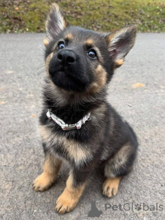 Photo №1. german shepherd - for sale in the city of Berlin | negotiated | Announcement № 157400