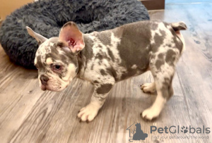 Photo №1. french bulldog - for sale in the city of Weilrod | 2353$ | Announcement № 129656