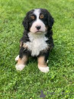 Photo №3. Berner Sennenhond-puppy's te koop. Belgium