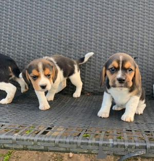 Photo №1. beagle - for sale in the city of Marseilles | Is free | Announcement № 12284
