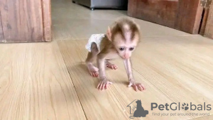 Photo №3. BEAUTIFUL BABY MONKEYS FOR SELL. Spain