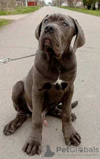 Photo №3. Cane Corso puppies. Serbia