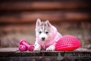 Photo №2 to announcement № 13451 for the sale of siberian husky - buy in Russian Federation private announcement