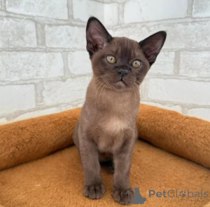 Photo №1. abyssinian cat - for sale in the city of Leverkusen | 361$ | Announcement № 177592