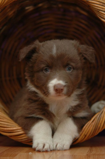 Photo №1. border collie - for sale in the city of Lviv | 900$ | Announcement № 547