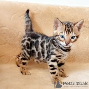 Photo №1. bengal cat - for sale in the city of Belgrade | negotiated | Announcement № 57346