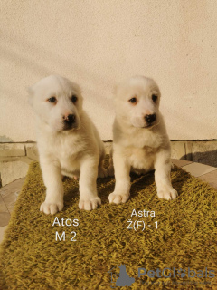 Photo №1. central asian shepherd dog - for sale in the city of Москва | negotiated | Announcement № 17029